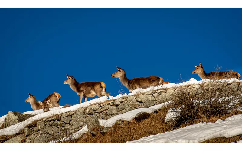 Parco Nazionale dello Stelvio