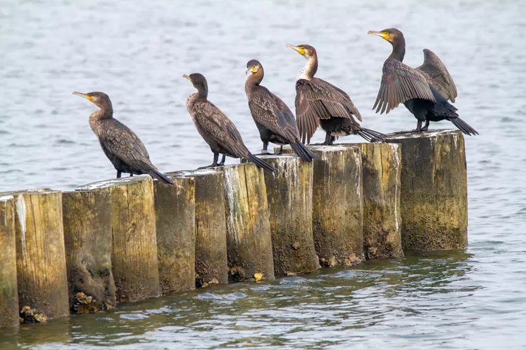 Cormorants - Comacchio Lagoons