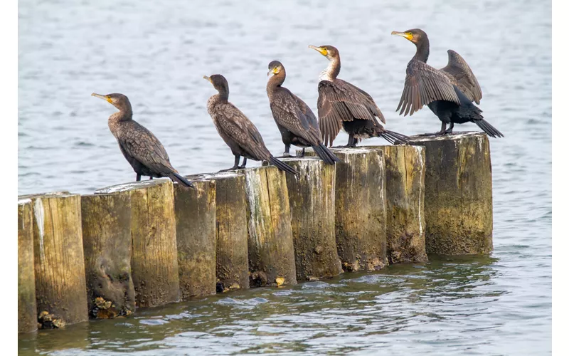 Cormorani - Valli di Comacchio