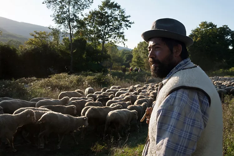 Livestock transhumance