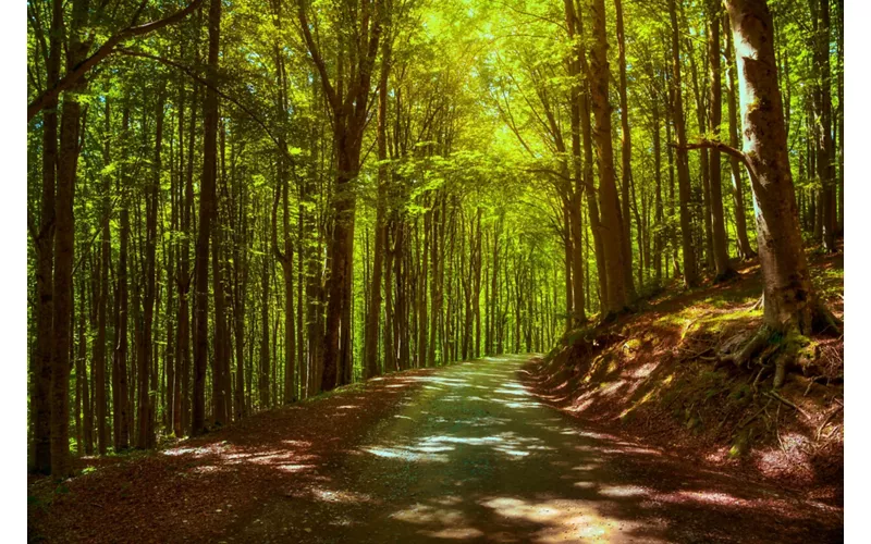 Reiseroute nach Casentino