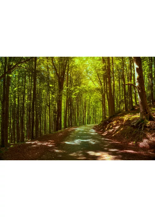 Los antiguos bosques de hayas italianos y templo de la naturaleza  