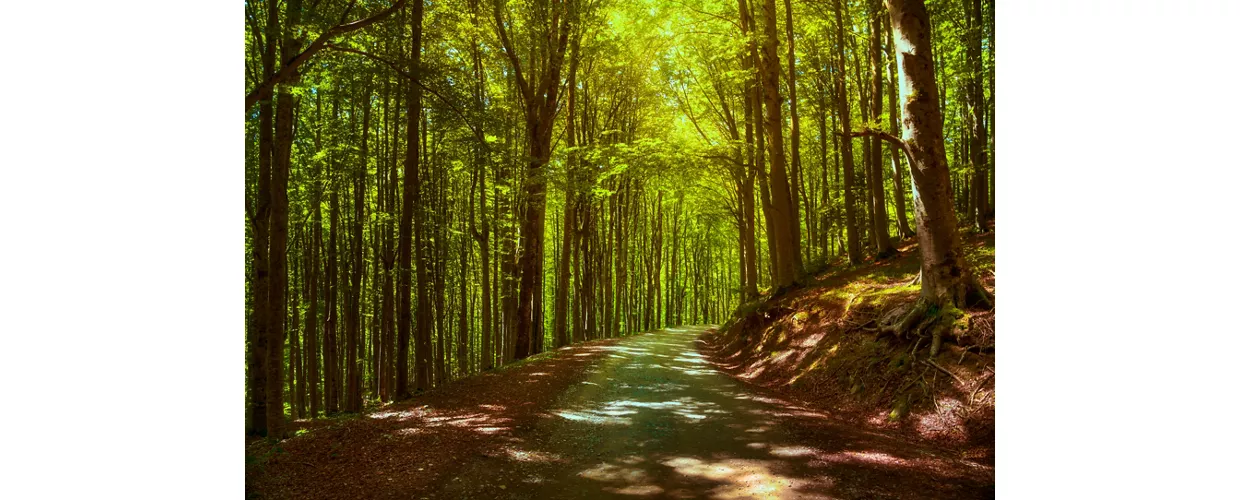 Floresta de faias do Monte Cimino