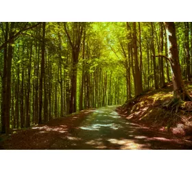 Les anciennes hêtraies, forêts primitives italiennes et temple de la nature