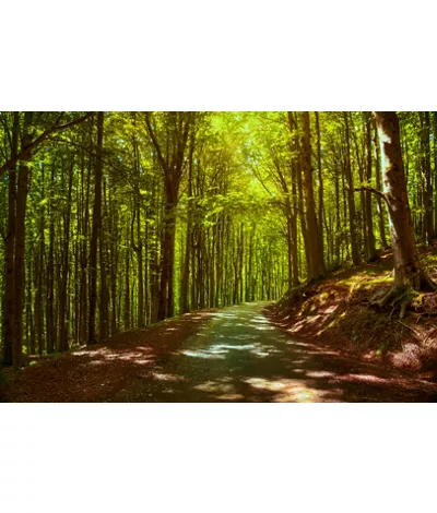 Le Antiche faggete, foreste primordiali italiane e tempio della natura  