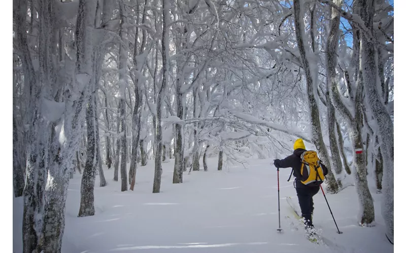 History and information on the Ancient Beech Forests