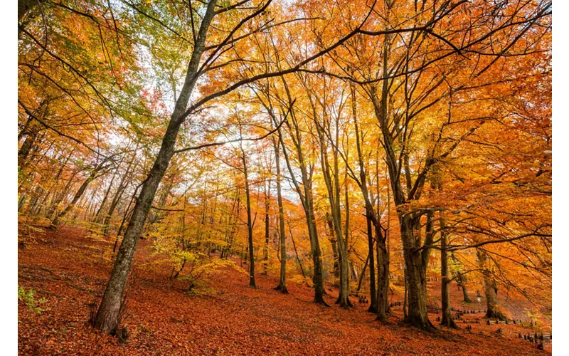 Why the Ancient Beech Forests are a UNESCO World Heritage Site