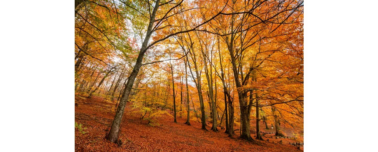 Parco Naturale Regionale di Bracciano Martignano