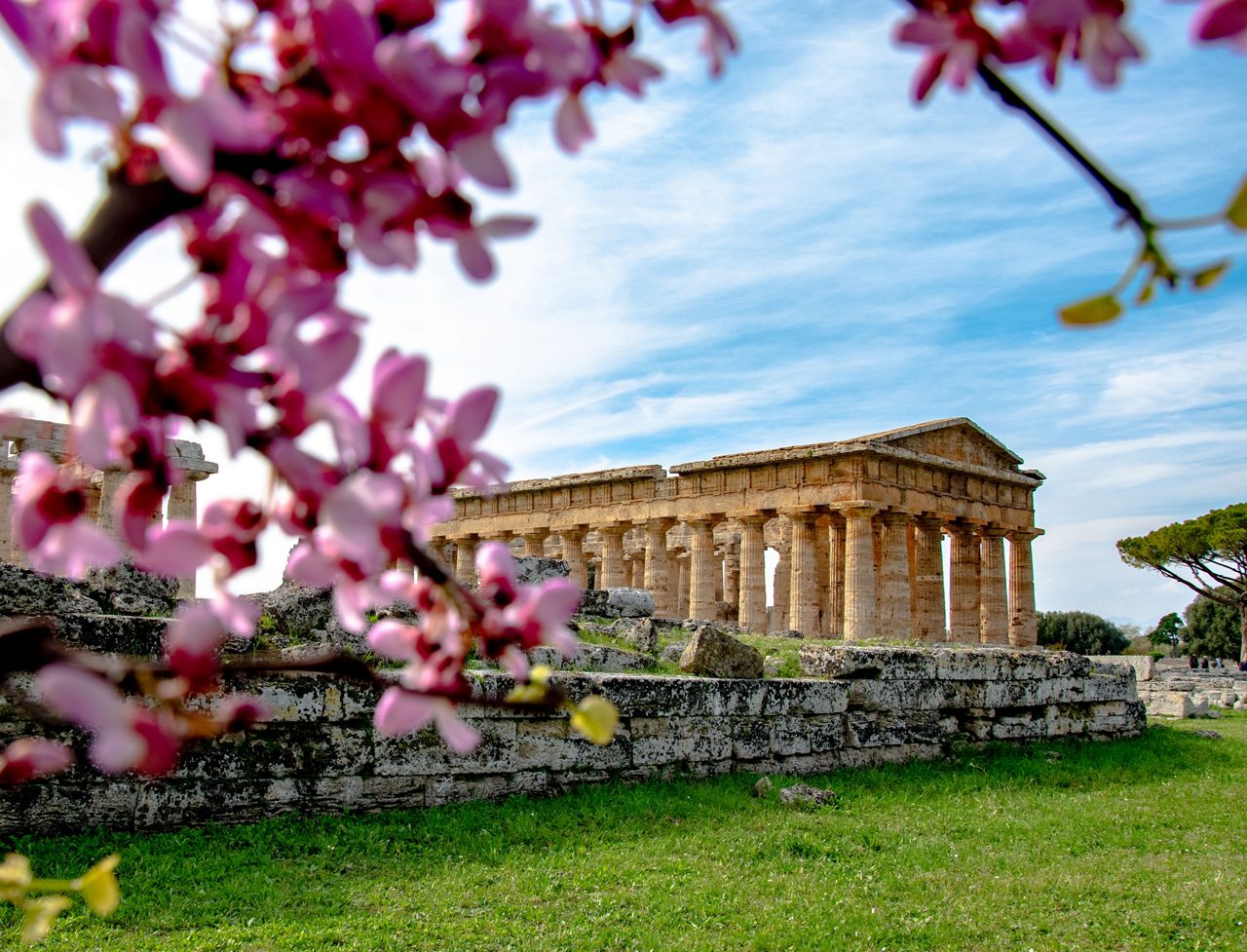 Beautiful view of a Paestum ruin under a blossom tree