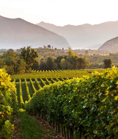 Cuore della Franciacorta: in buca tra vigneti e bollicine