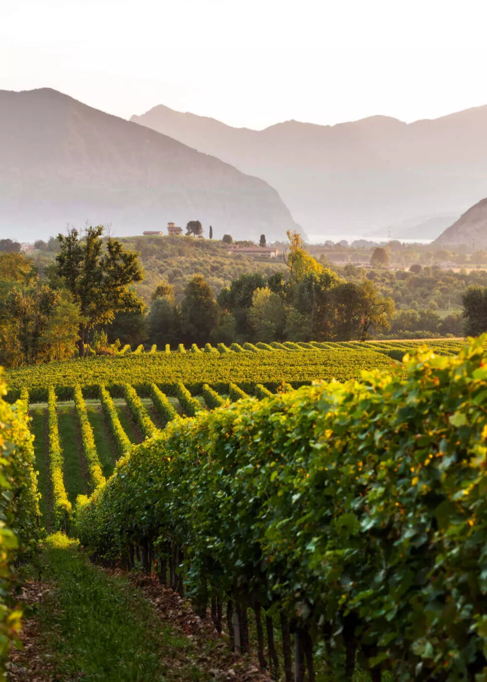 Cuore della Franciacorta: in buca tra vigneti e bollicine