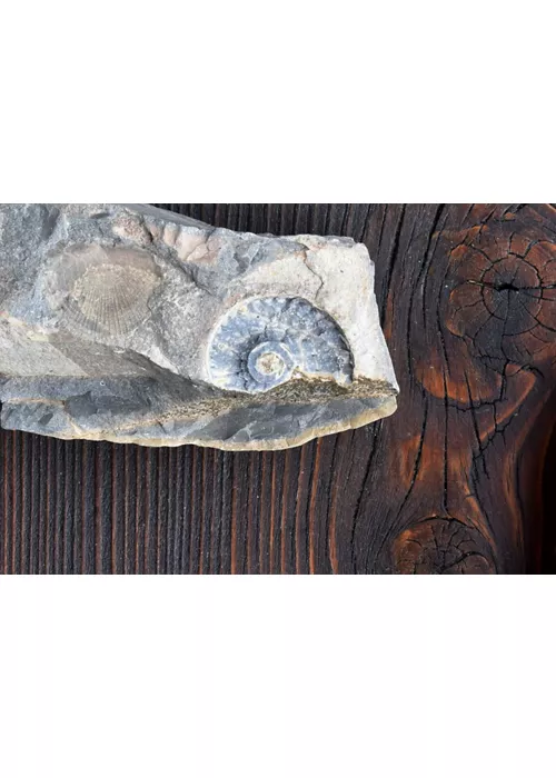 Monte San Giorgio, para uma viagem ao mundo de há 230 milhões de anos