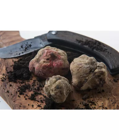 Diamond of Alba: The White Truffle