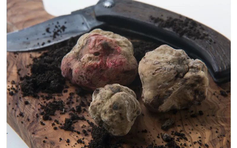 The Mantuan truffle