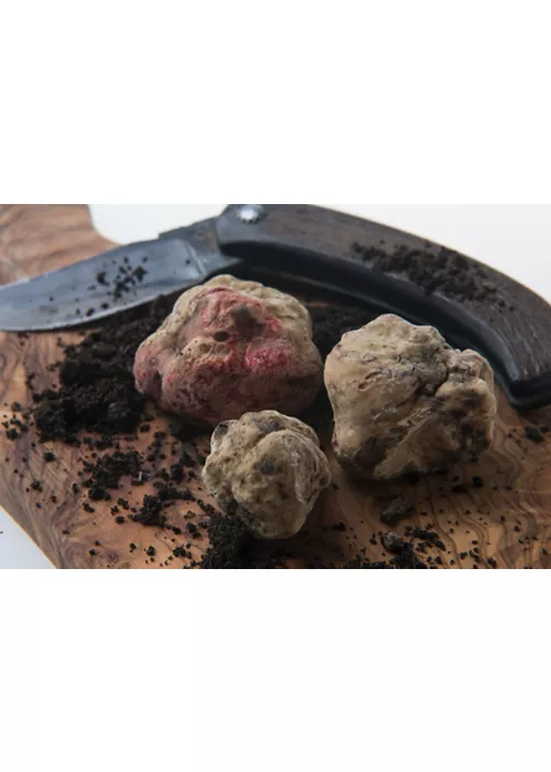 Diamond of Alba: The White Truffle