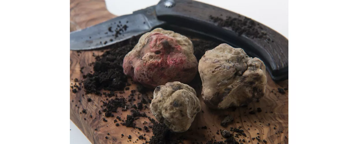 Tartufo d'alba