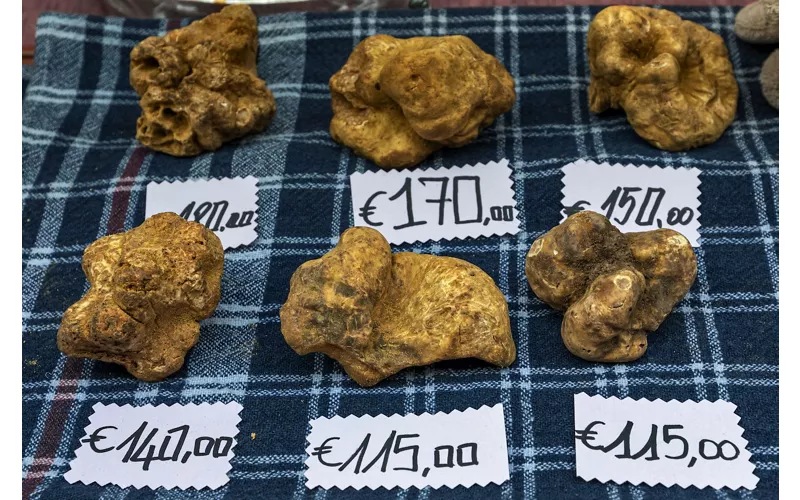 Come addestrare un cane per la cerca del tartufo - Emporio Qualità - il  Tartufo Bianco d'Alba e l'Enogastronomia di Langa più preziosa