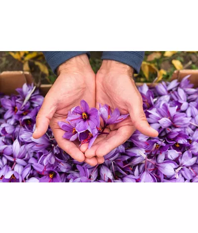 Abruzzese Saffron