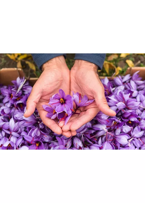 Fiori di Zafferano