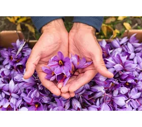 Fiori di Zafferano