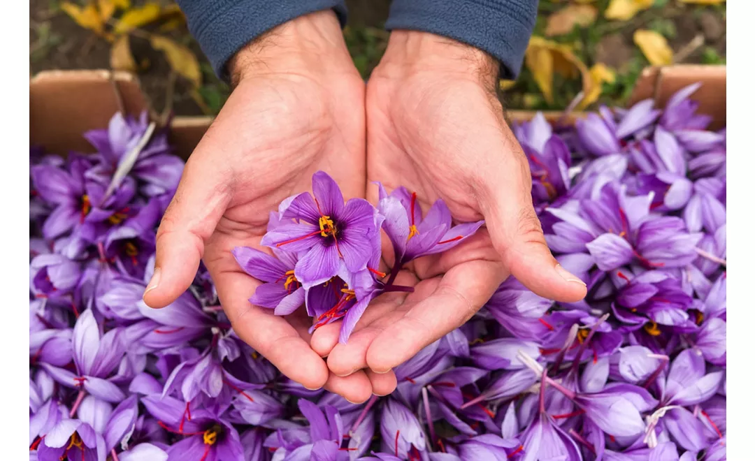 Fiori di Zafferano