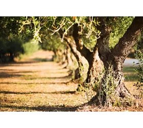 Olive Oil: Apulia's Green Gold