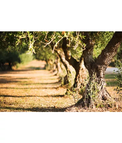 Olive Oil: Apulia's Green Gold