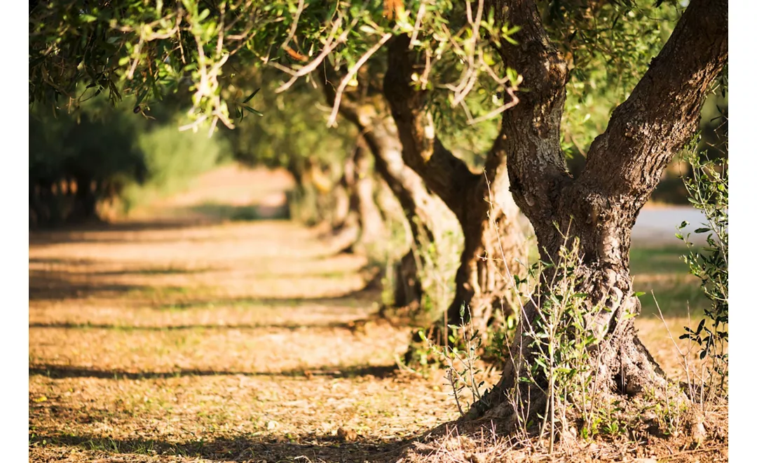 A mystical & wise Olive Tree in Puglia #Italy  Árvores estranhas, Lindas  paisagens, Árvores velhas