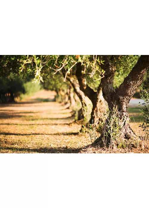 Olive Oil: Apulia's Green Gold