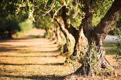 Olive Oil: Apulia's Green Gold