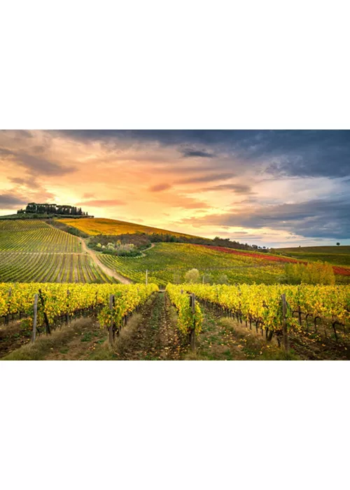vigneti chianti