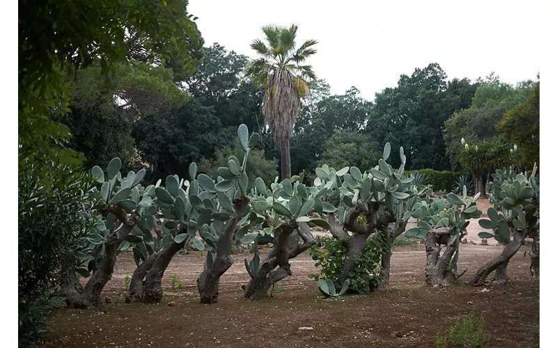Parco della Favorita - Palermo, Sicilia