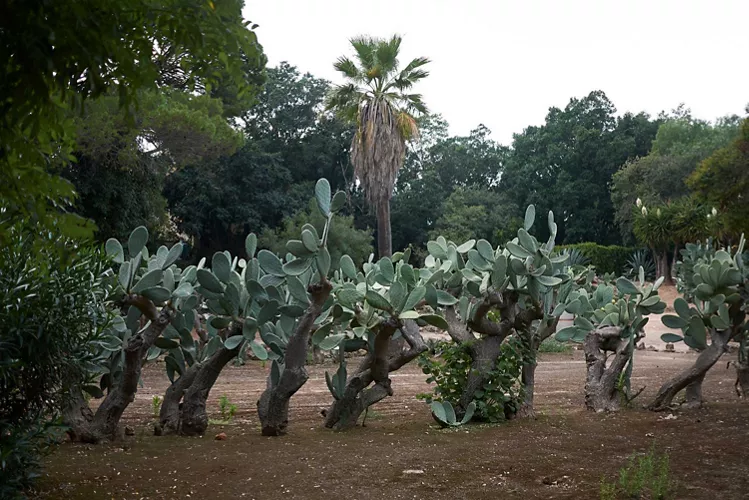 Parco della Favorita - Palermo, Sicilia