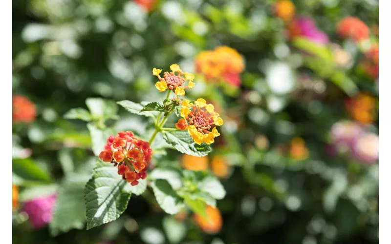 Jardín San Giuliano, Una combinación entre la belleza siciliana tradicional y el estilo exótico y tropical