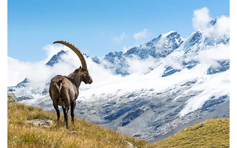 Stambecco nel Parco Nazionale del Gran Paradiso