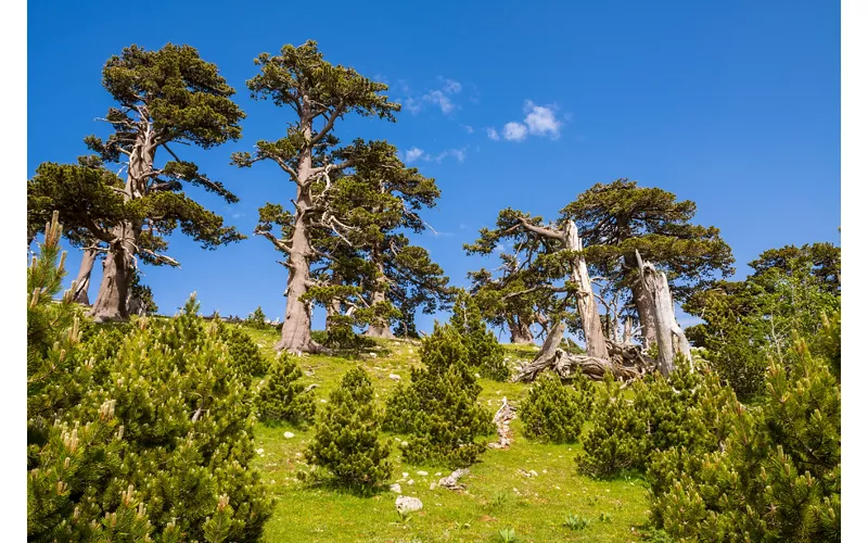 The most beautiful places to visit in the Ancient Beech Forests: 5 unmissable stops