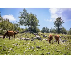 Five National Parks in Southern Italy - a blend of nature and history