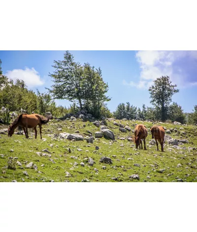 Five National Parks in Southern Italy - a blend of nature and history