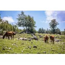 5 Nationalparks Süditaliens, eine Mischung aus Geschichte und Natur