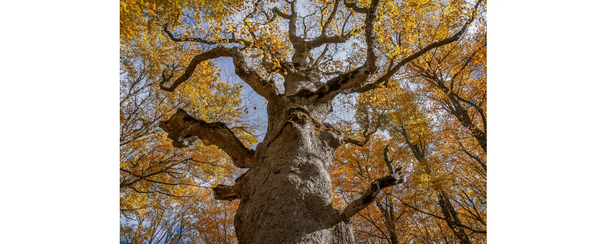 Bosco di Sant'Antonio