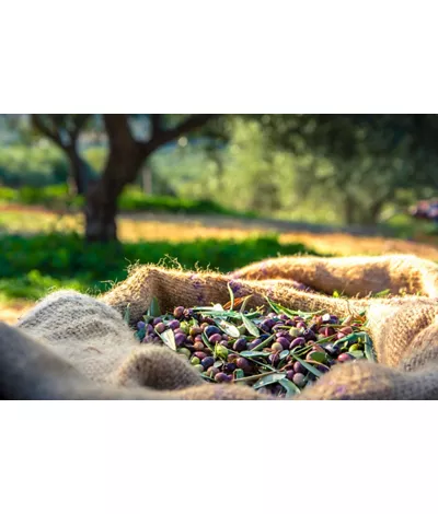 De Levante a Poniente, la cocina de Liguria en 11 etapas