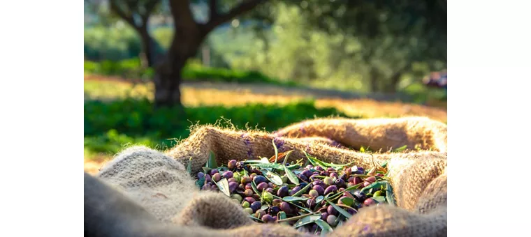 Von Levante nach Ponente, die ligurische Küche in 11 Etappen