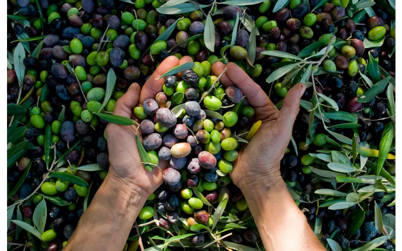 Aceite DOP Riviera Ligure, la esencia de todos los platos