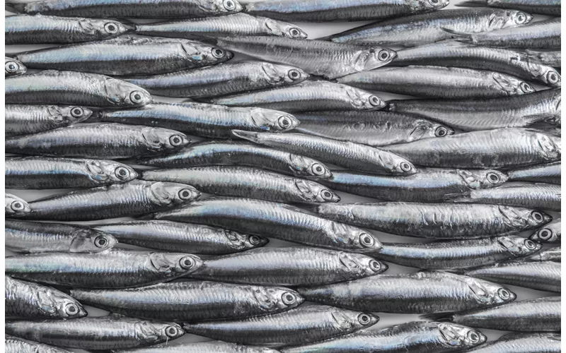 Parfums et saveurs de la côte : anchois farcis à la ligure