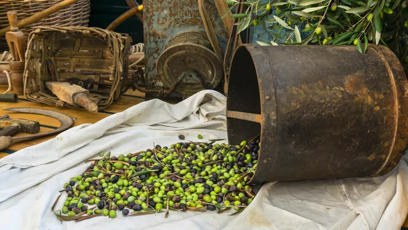 The Taggiasca olive, small but precious