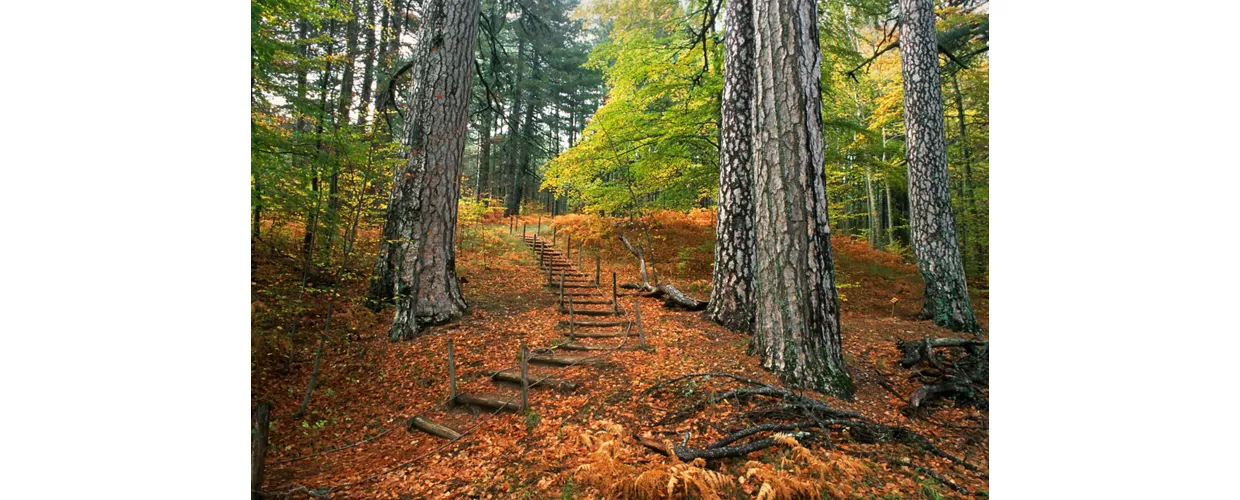 Footpath in Sila National Park, Calabria