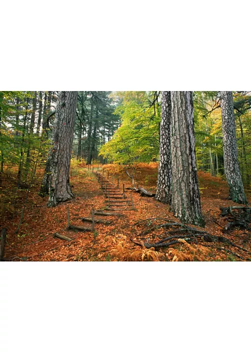 Footpath in Sila National Park, Calabria