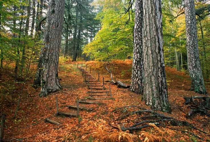 Footpath in Sila National Park, Calabria