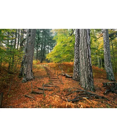 Sentiero nel Parco Nazionale della Sila, Calabria