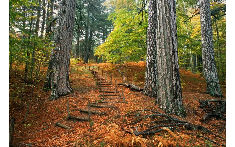 Sentiero nel Parco Nazionale della Sila, Calabria